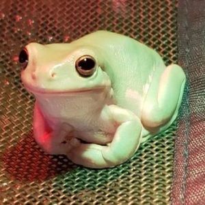 Meet your Posher, Lilly